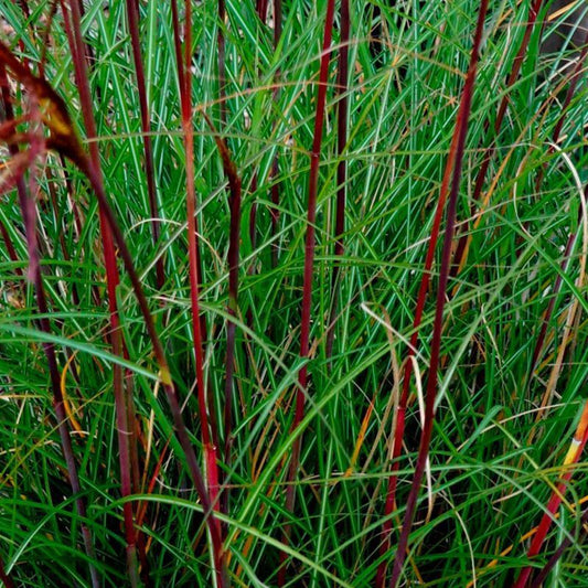 Miscanthus sinensis Serengeti
