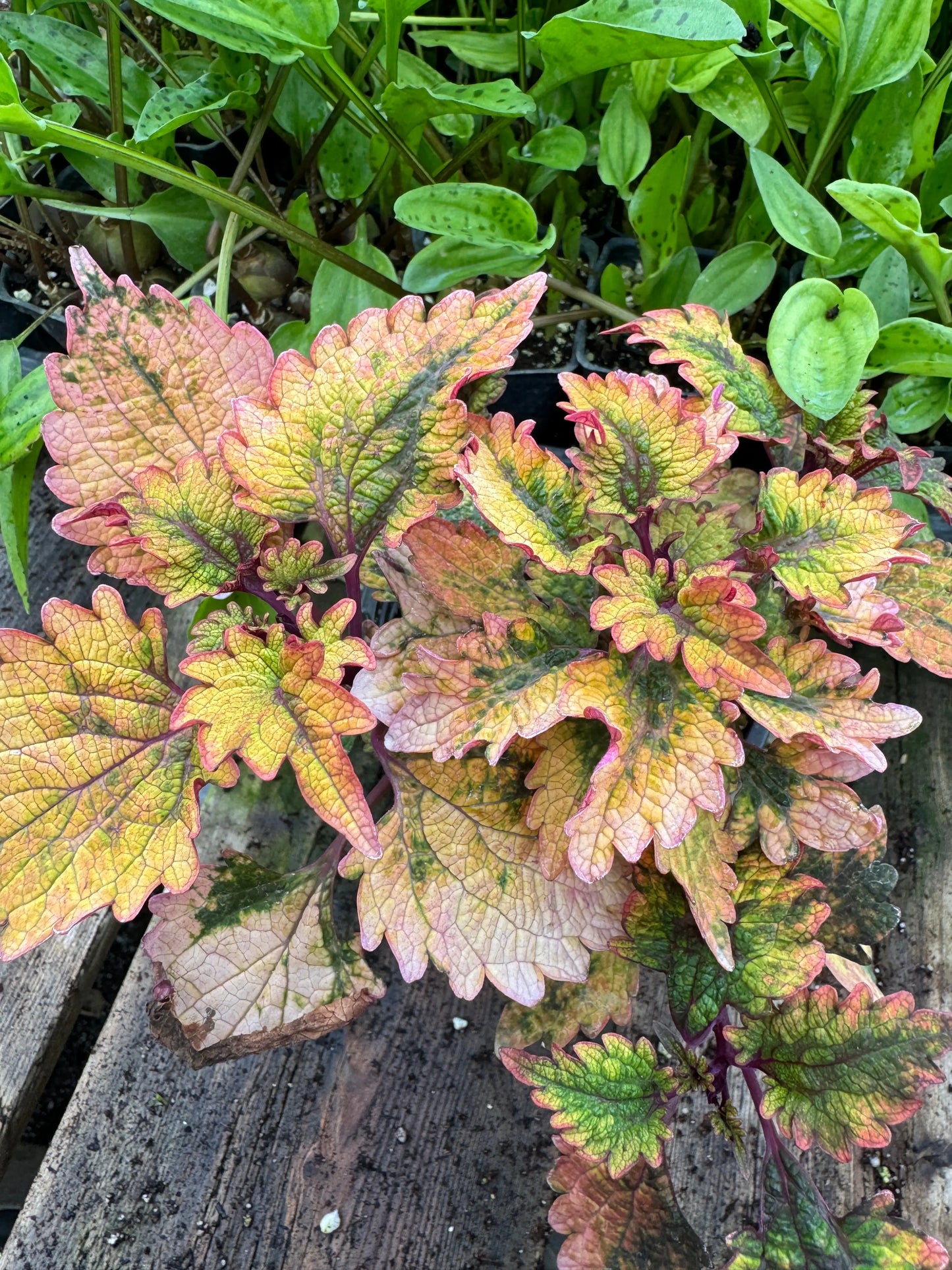 Coleus Smallwood Driveway - Mason House Garden