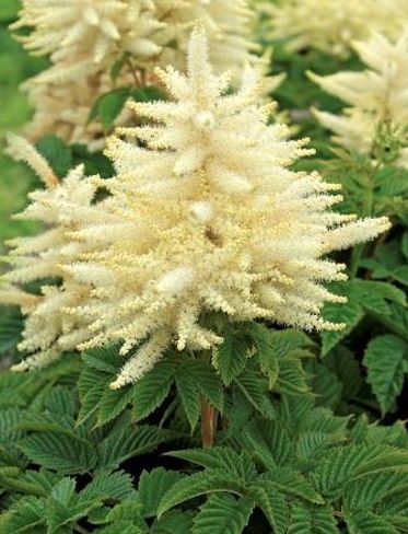 Aruncus Sparkles
