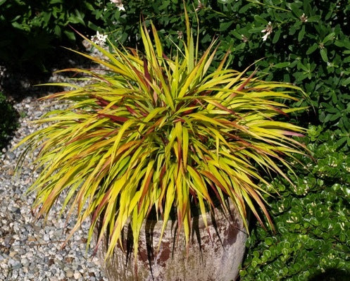 Hakonechloa macra Sunflare
