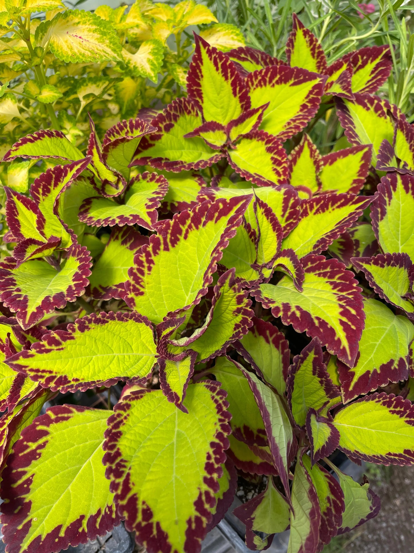 Coleus Velvet - Mason House Garden