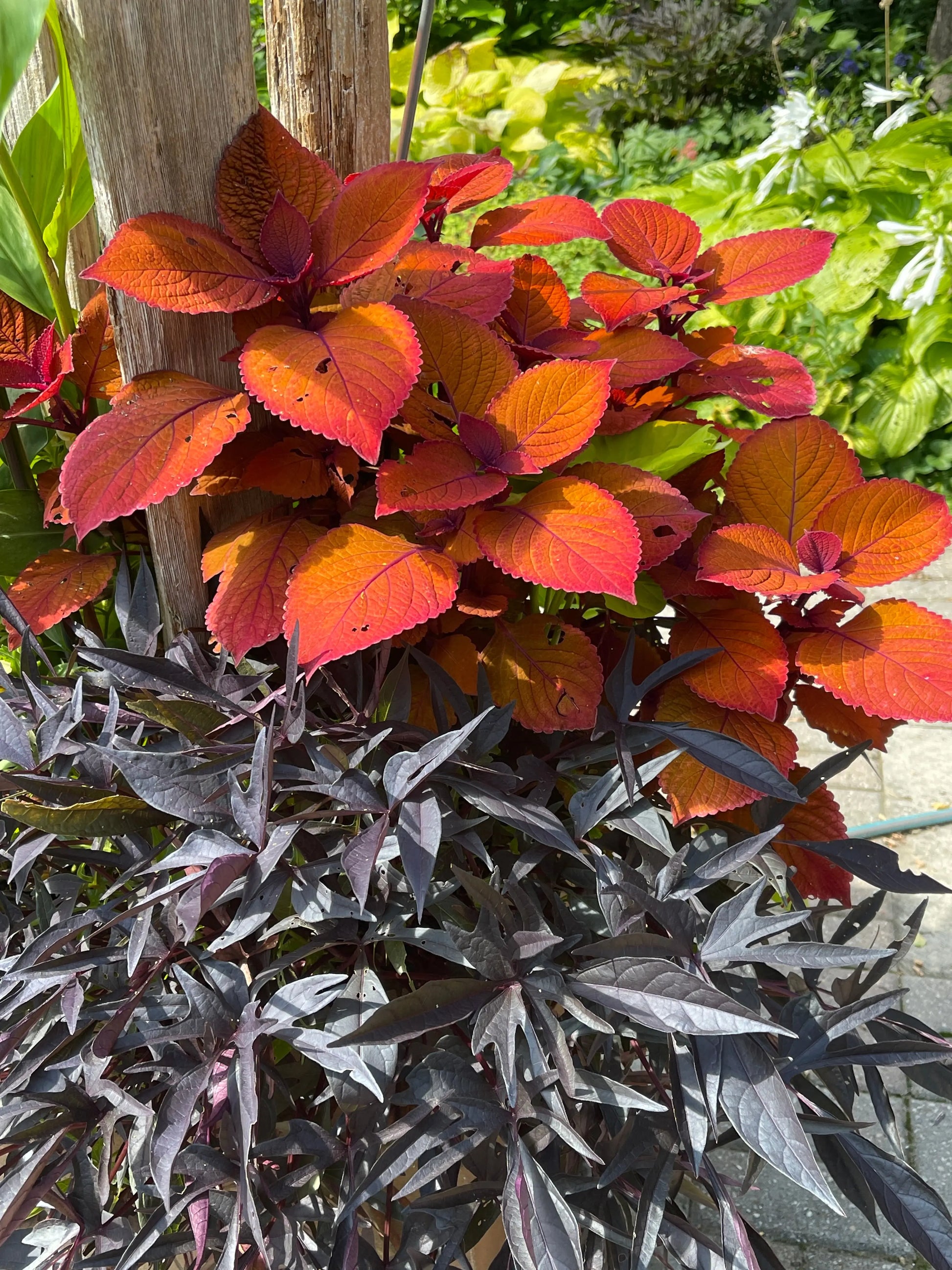 Coleus Wall Street - Mason House Garden