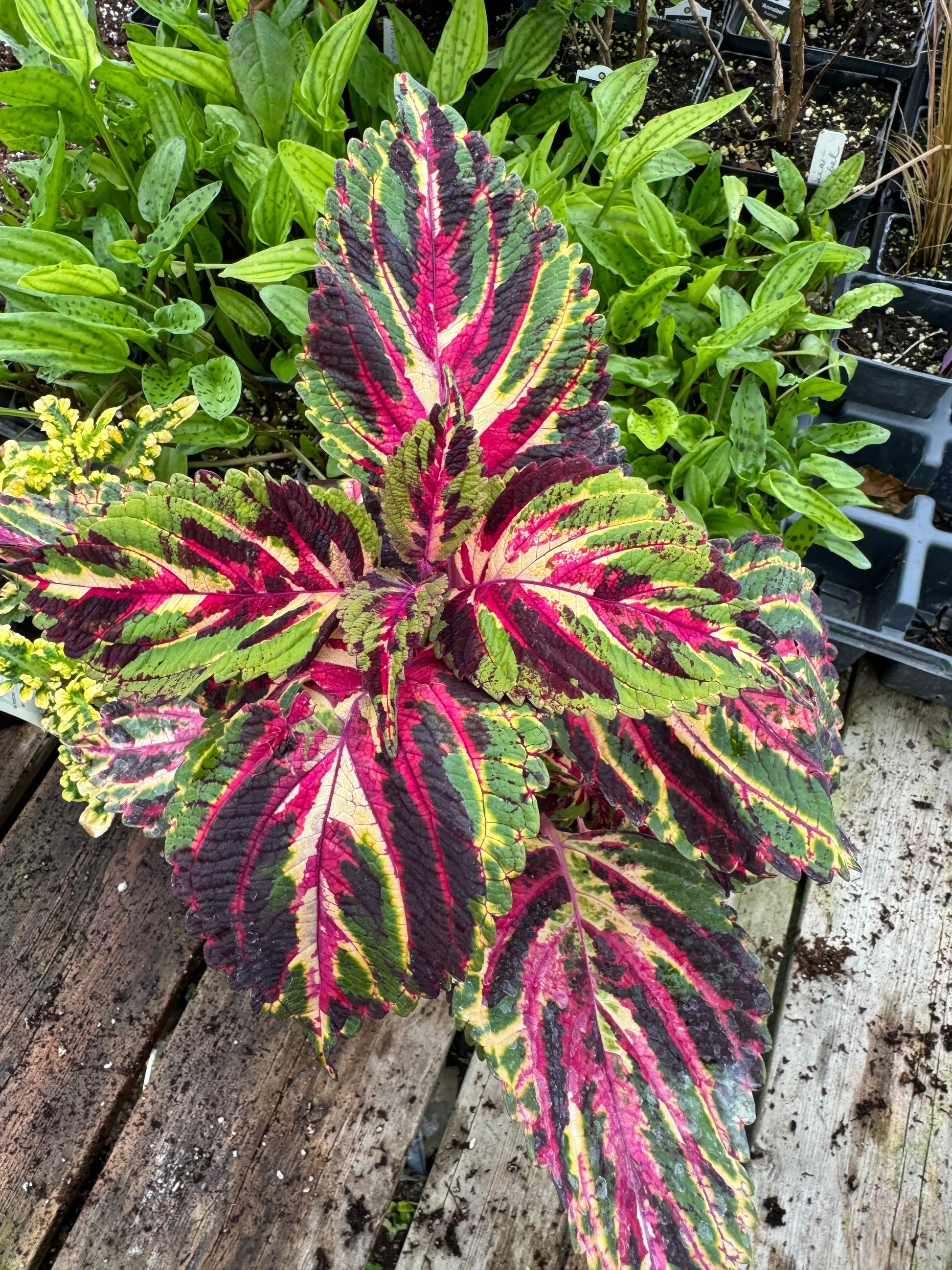 Coleus Wowzers - Mason House Garden