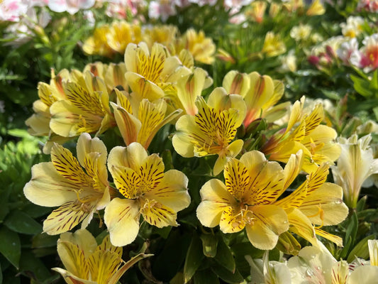 Alstroemeria Inca Rio