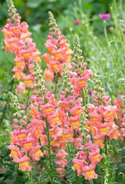 Antirrhinum Potomac Orange - Mason House Garden