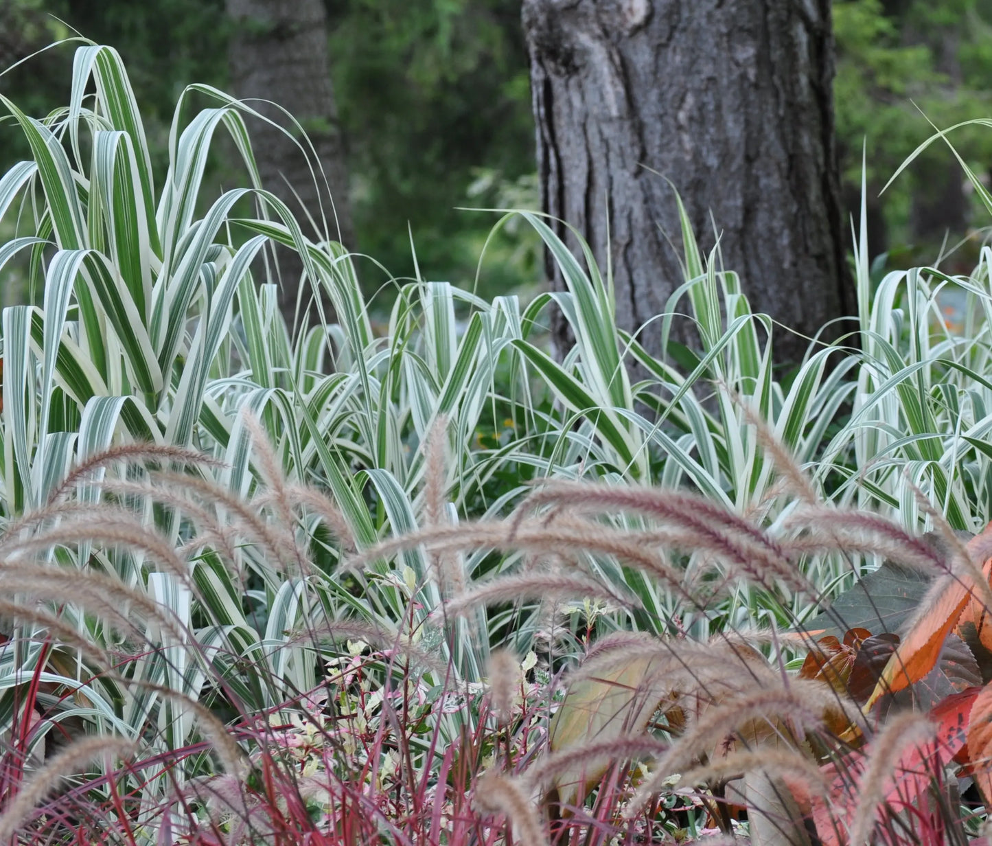 Arundo Peppermint Stick - Mason House Garden