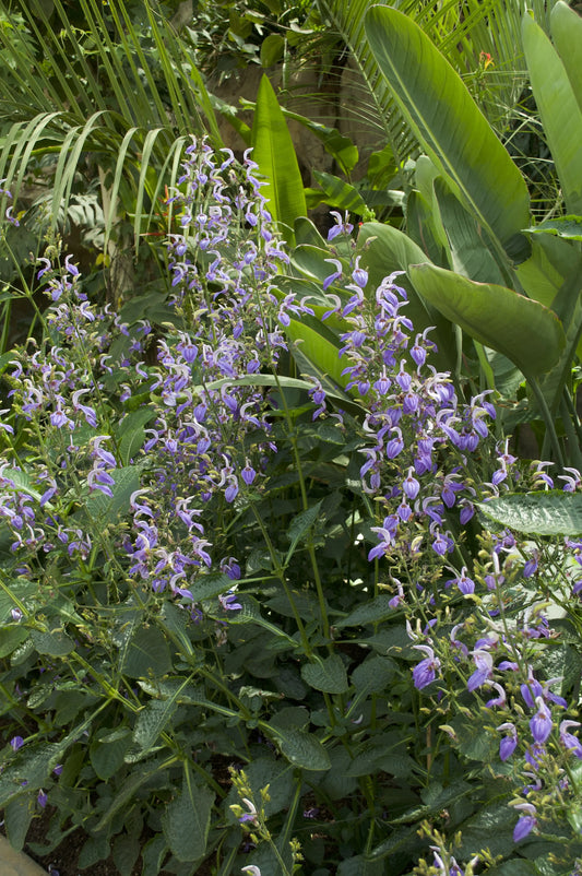Brilliantasia subulugurica - Mason House Garden