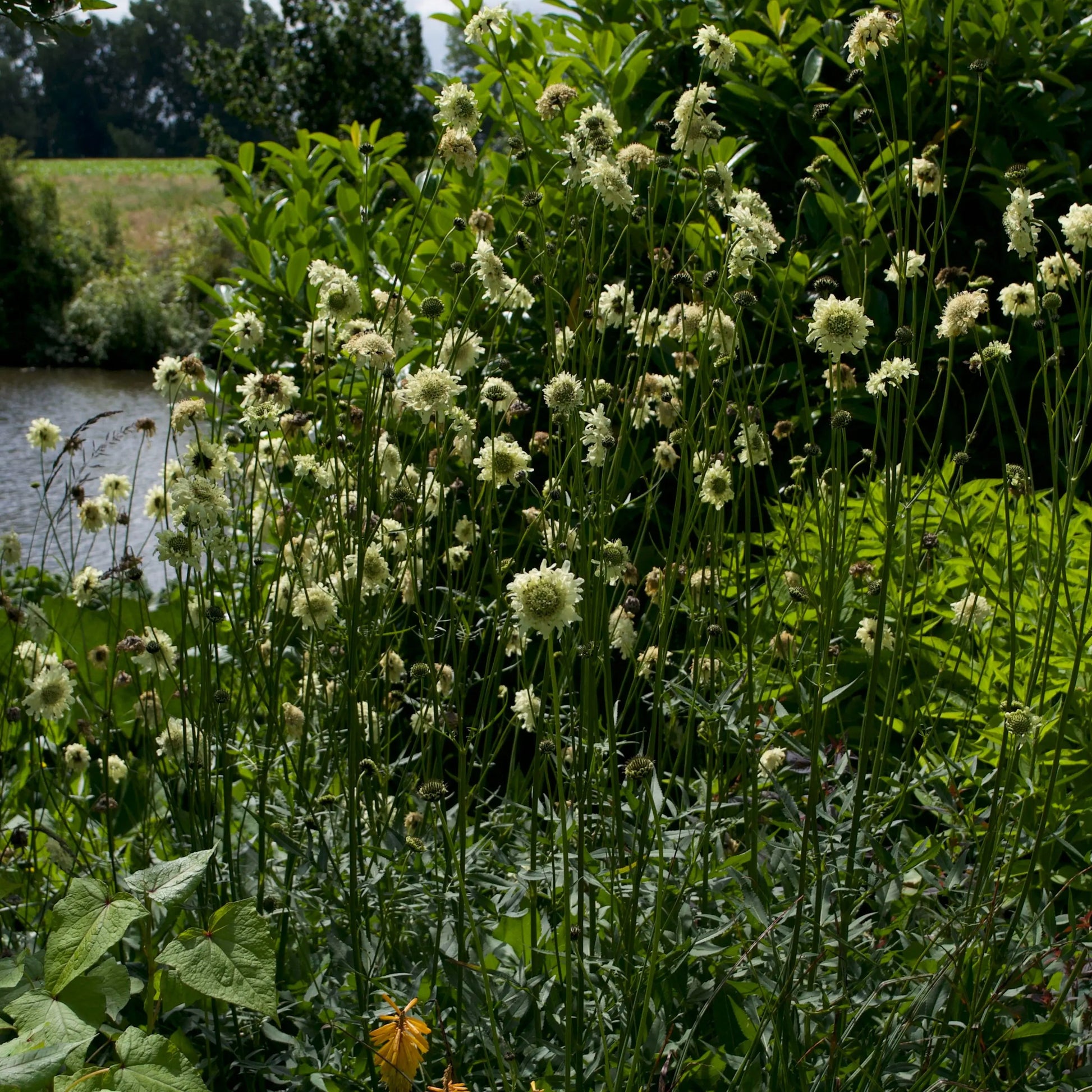 Cephalaria gigantea - Mason House Garden