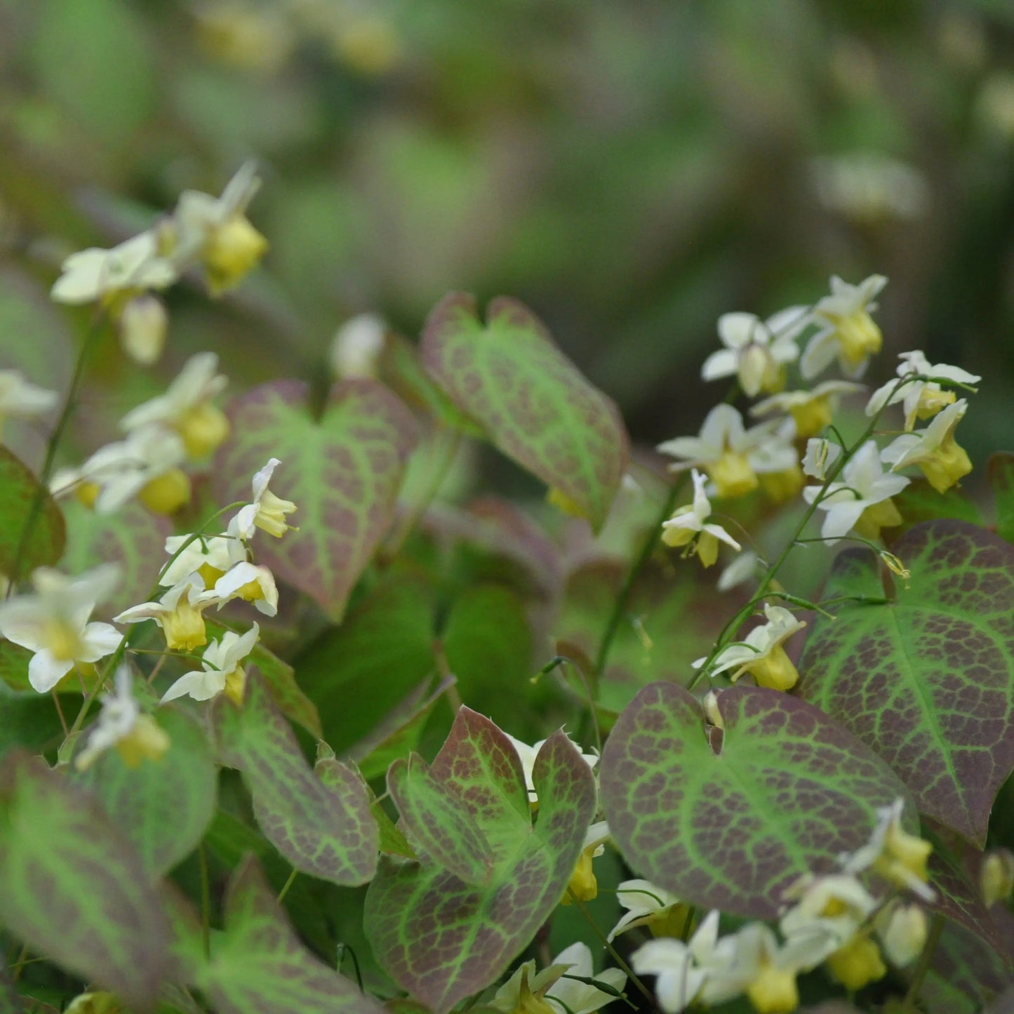 Epimedium versicolor Sulphureum