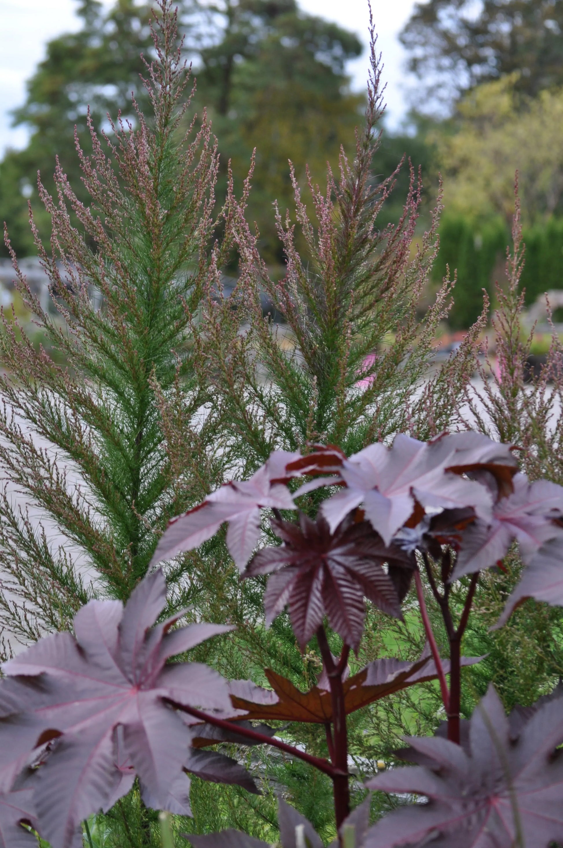 Eupatorium Elegant Feather - Mason House Garden