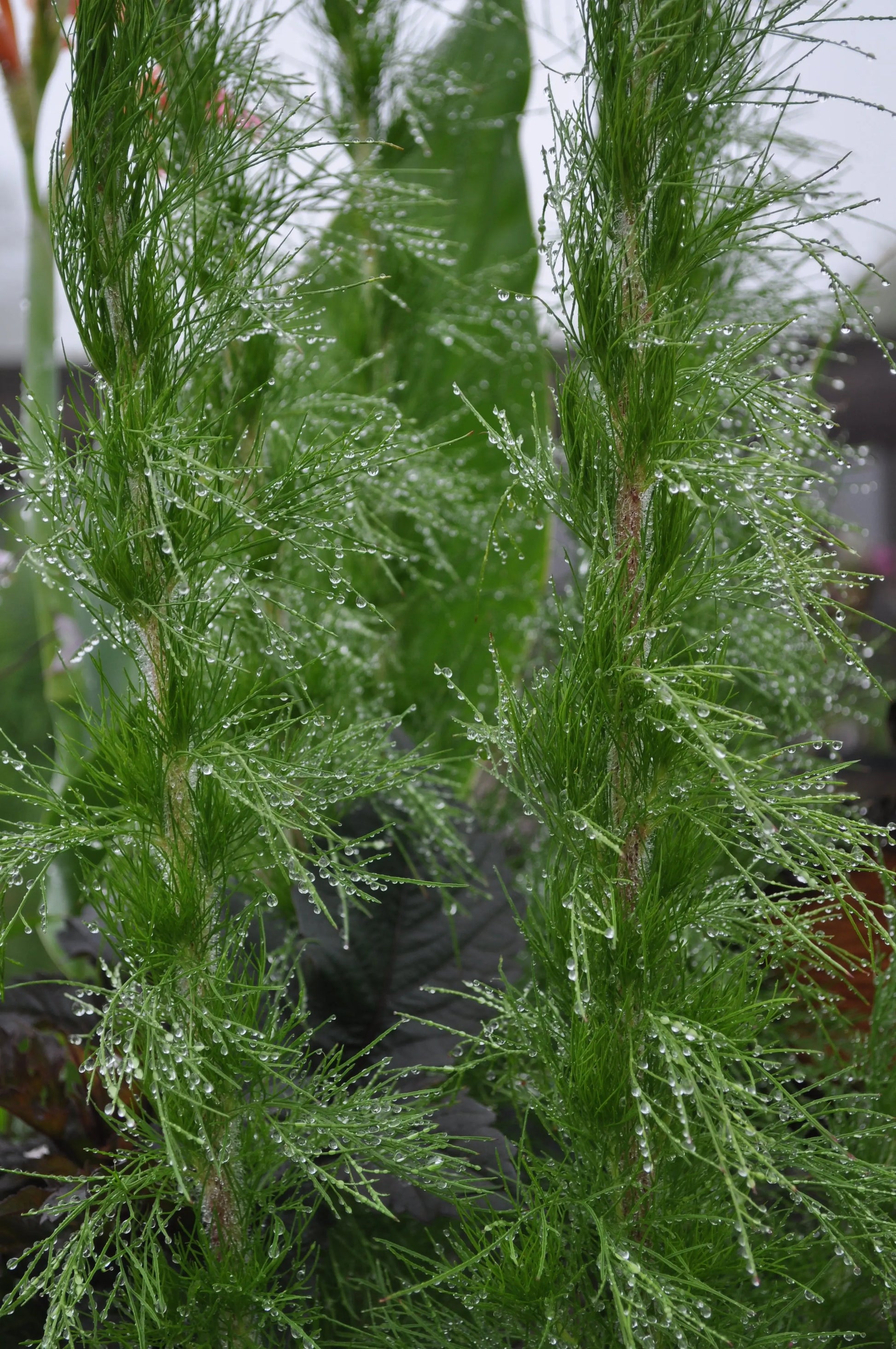 Eupatorium Elegant Feather - Mason House Garden