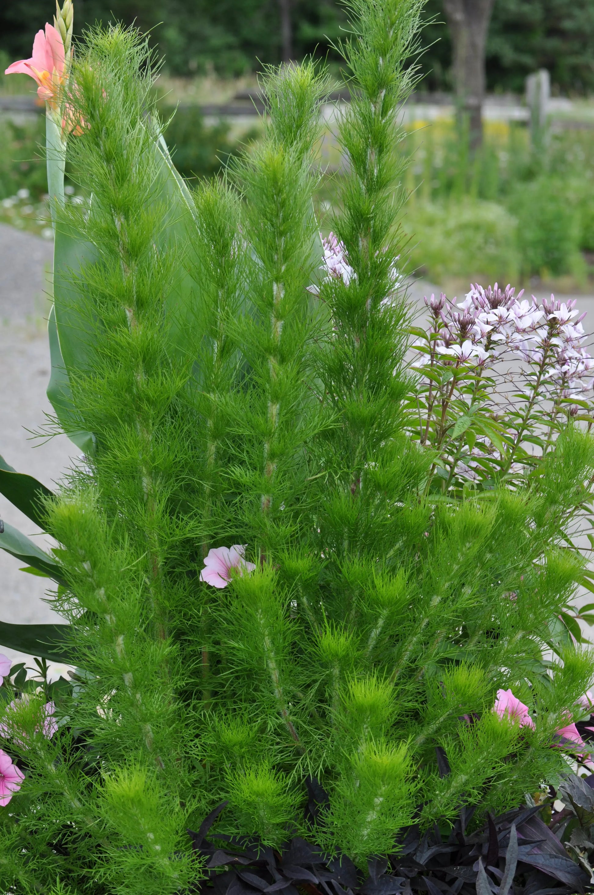 Eupatorium Elegant Feather - Mason House Garden