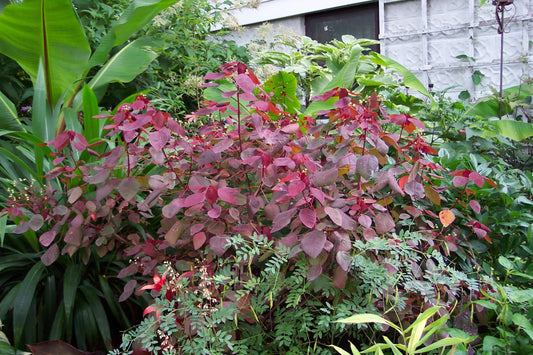 Euphorbia cotinifolia