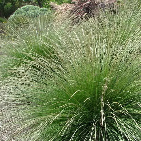 Festuca mairei - Mason House Garden