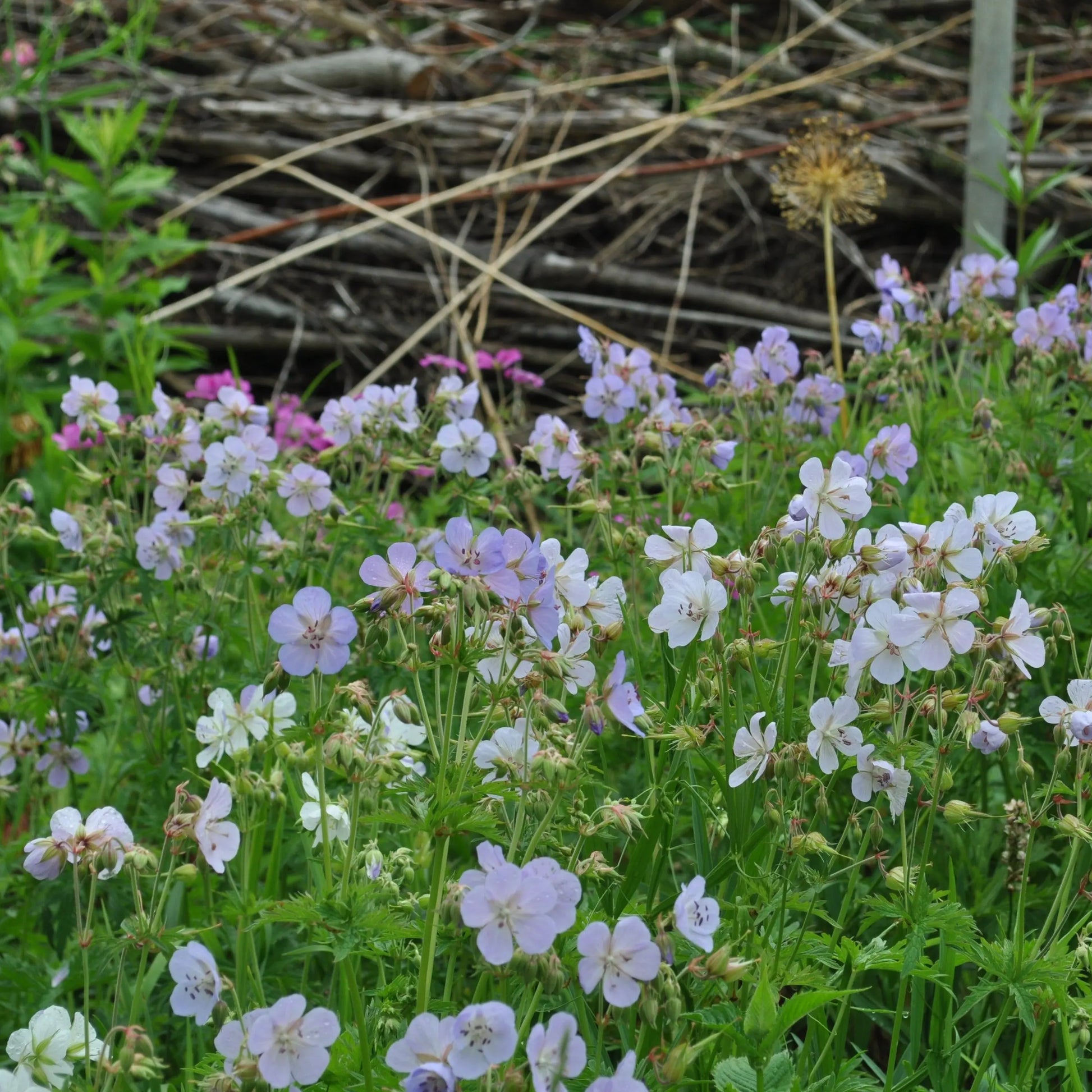 Geranium pratense soft pastels - Mason House Garden