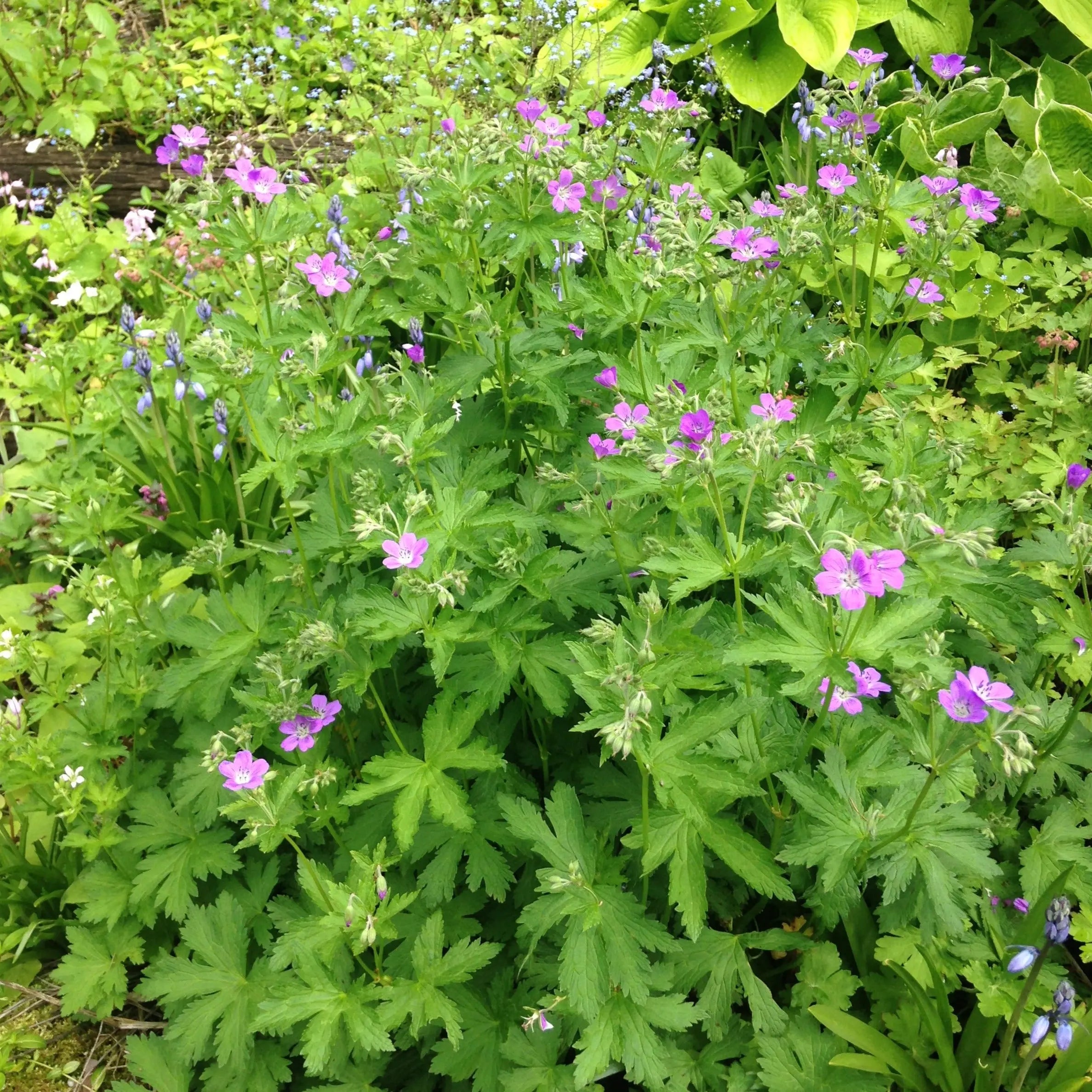 Geranium sylvaticum – Mason House Garden