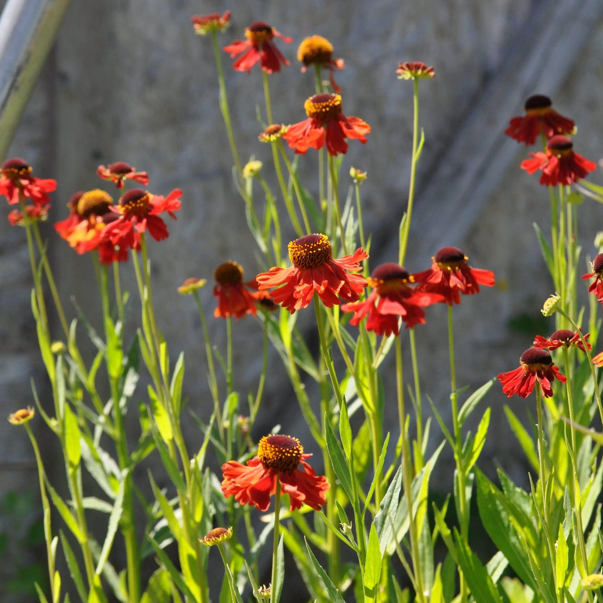 Helenium Moerheim Beauty - Mason House Garden