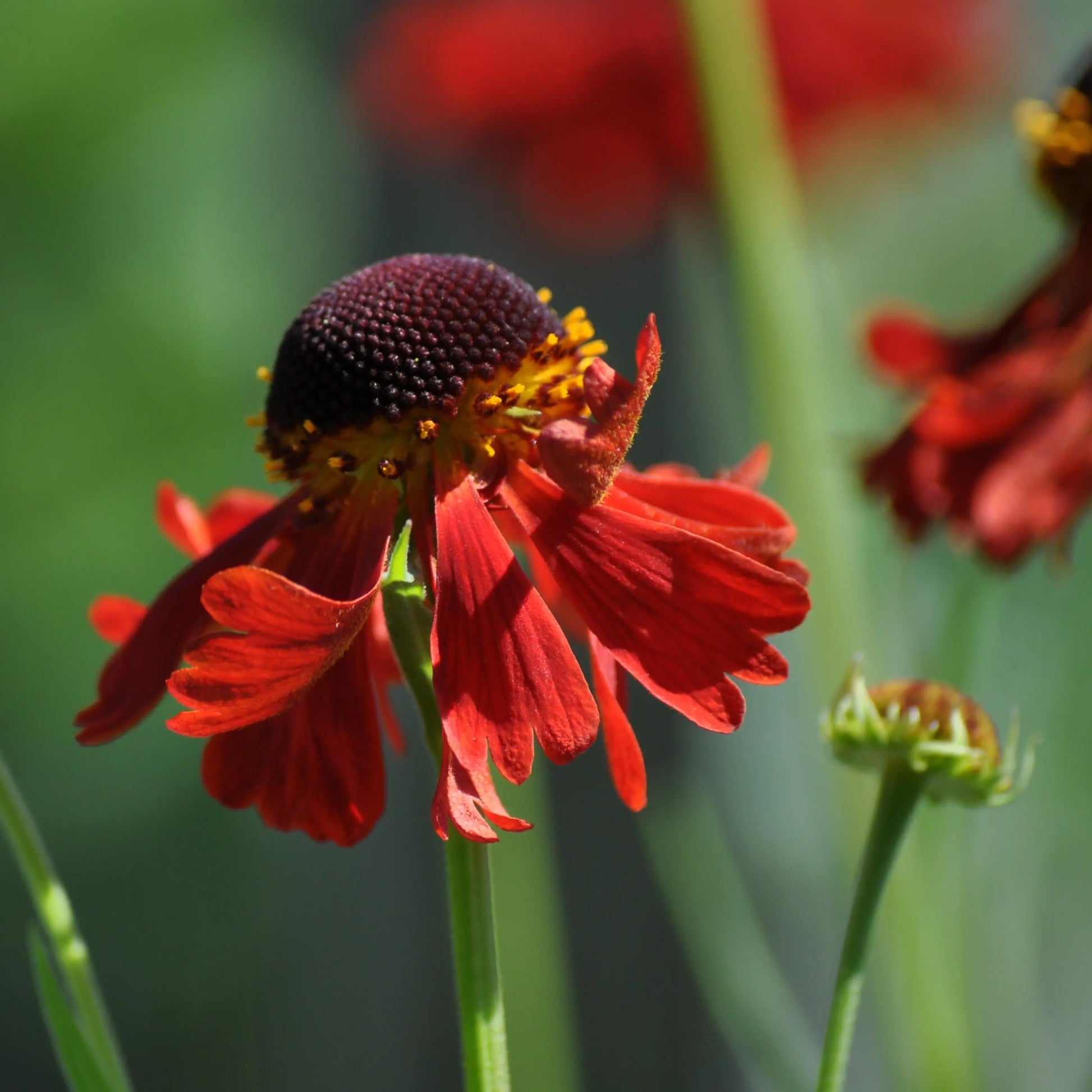 Helenium Moerheim Beauty - Mason House Garden