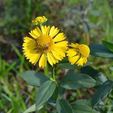 Helenium autumnale - Mason House Garden