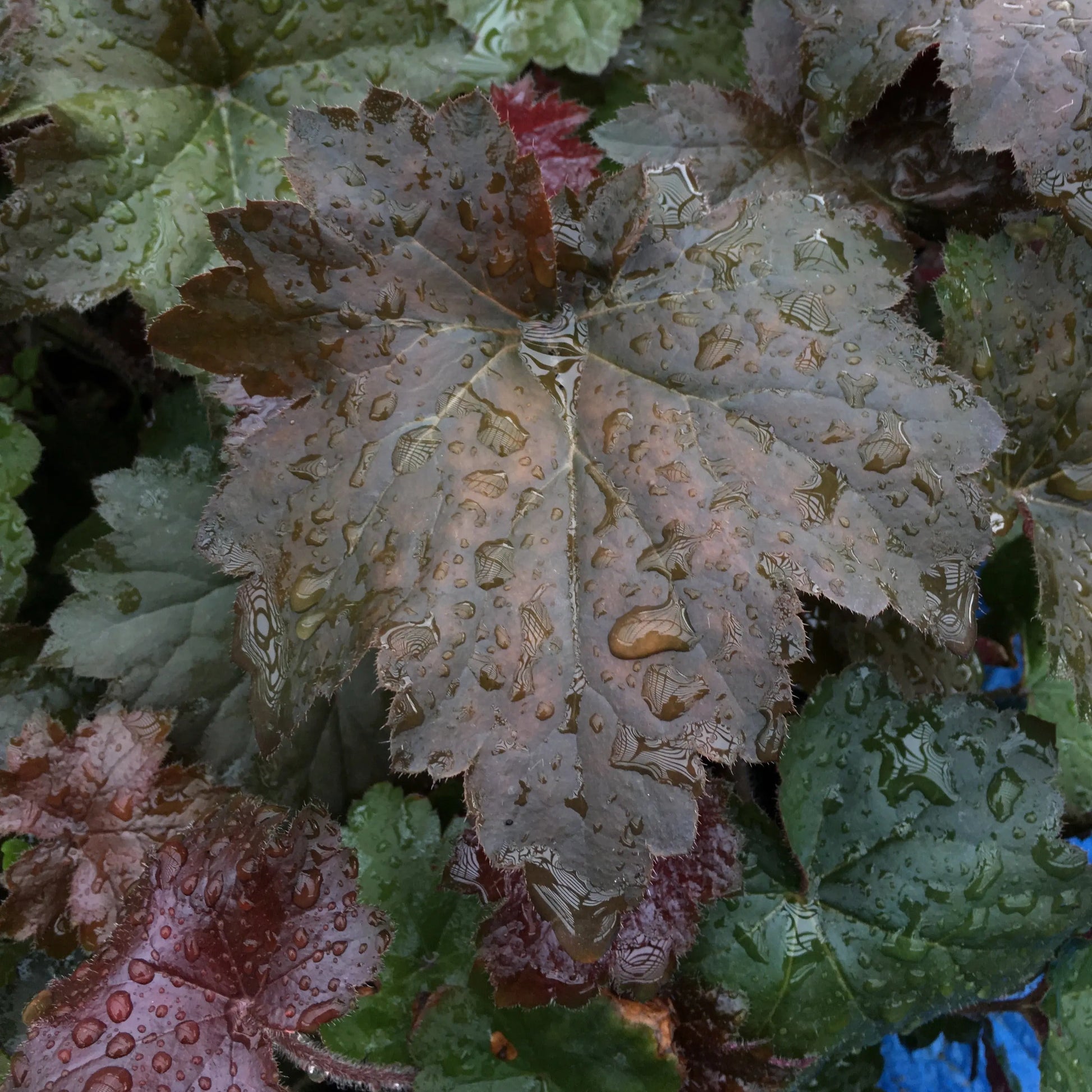 Heuchera villosa Purpurea - Mason House Garden