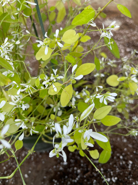 Euphorbia hypericifolia Gold Leaf