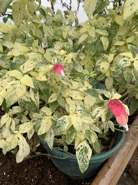 Justicia brandegeana Variegata