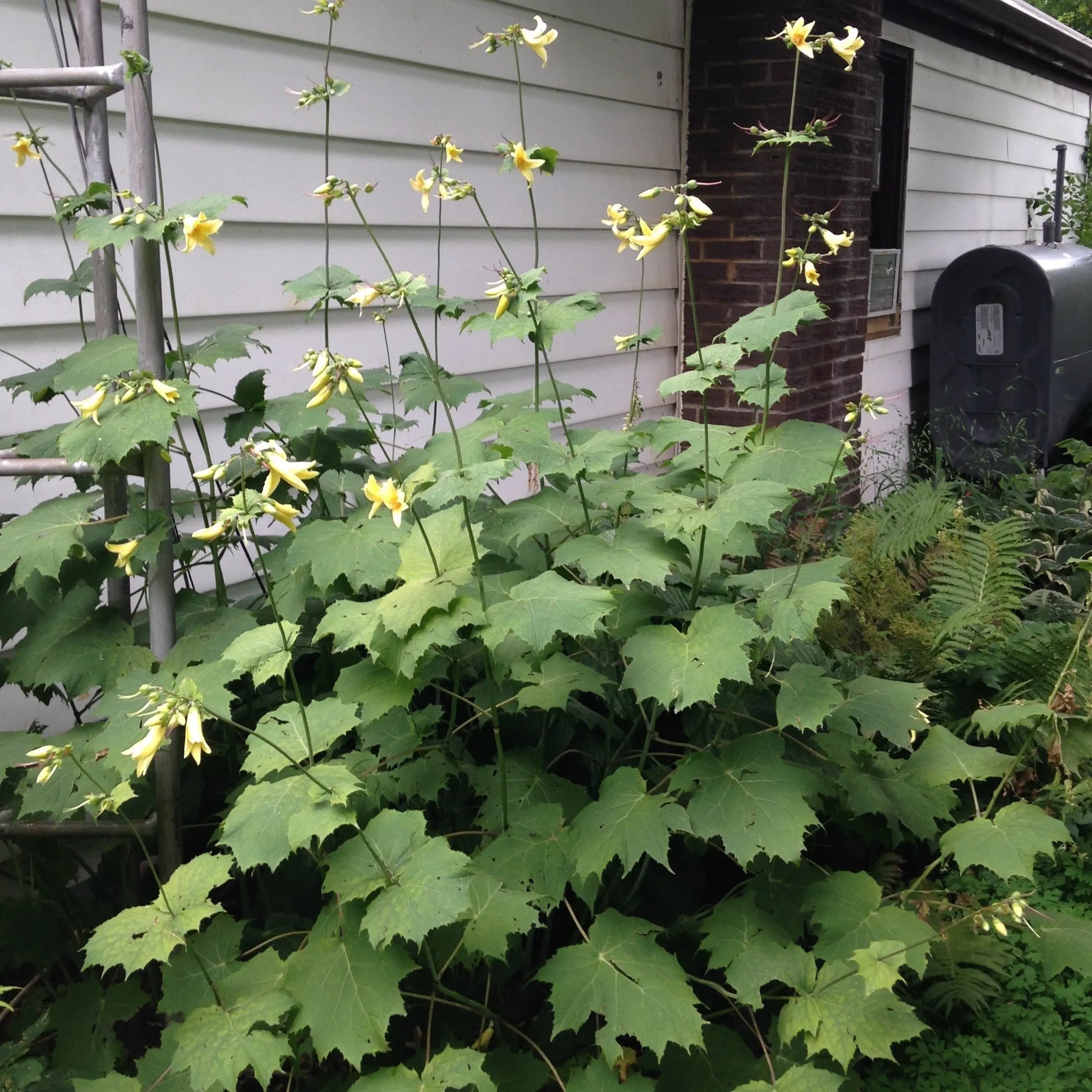 Kirengeshoma palmata - Mason House Garden