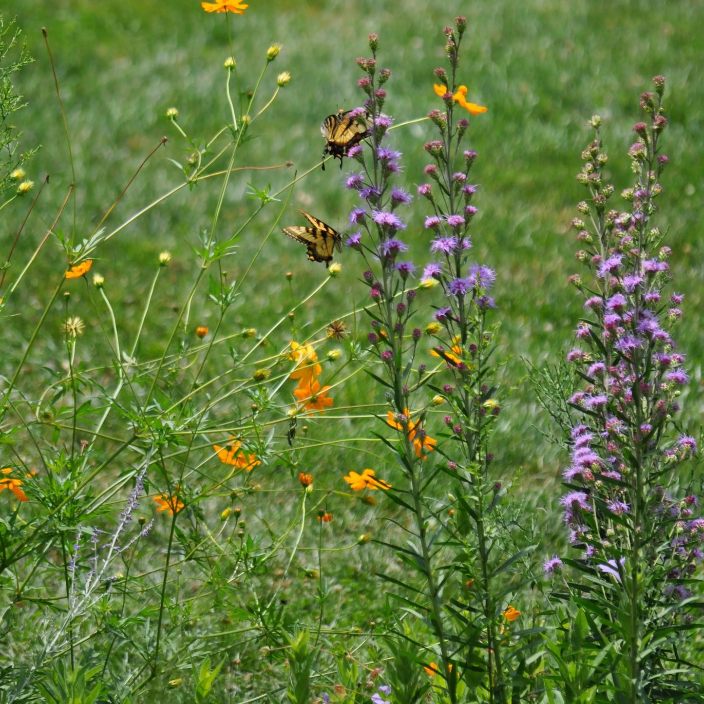 Liatris aspera