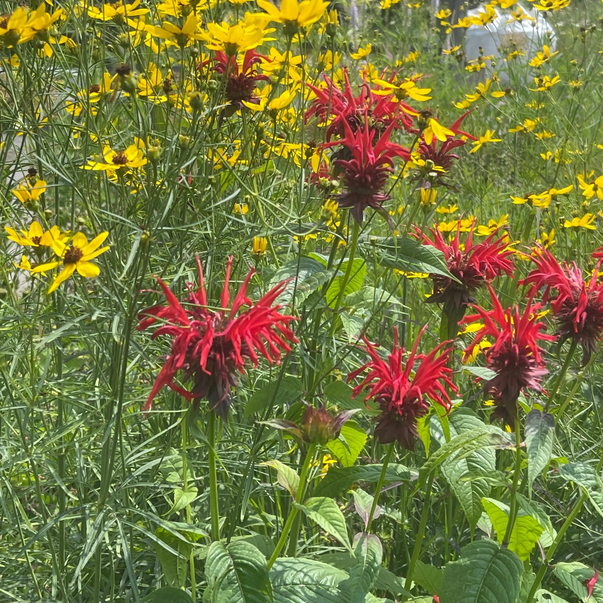 Monarda Jacob Cline - Mason House Garden