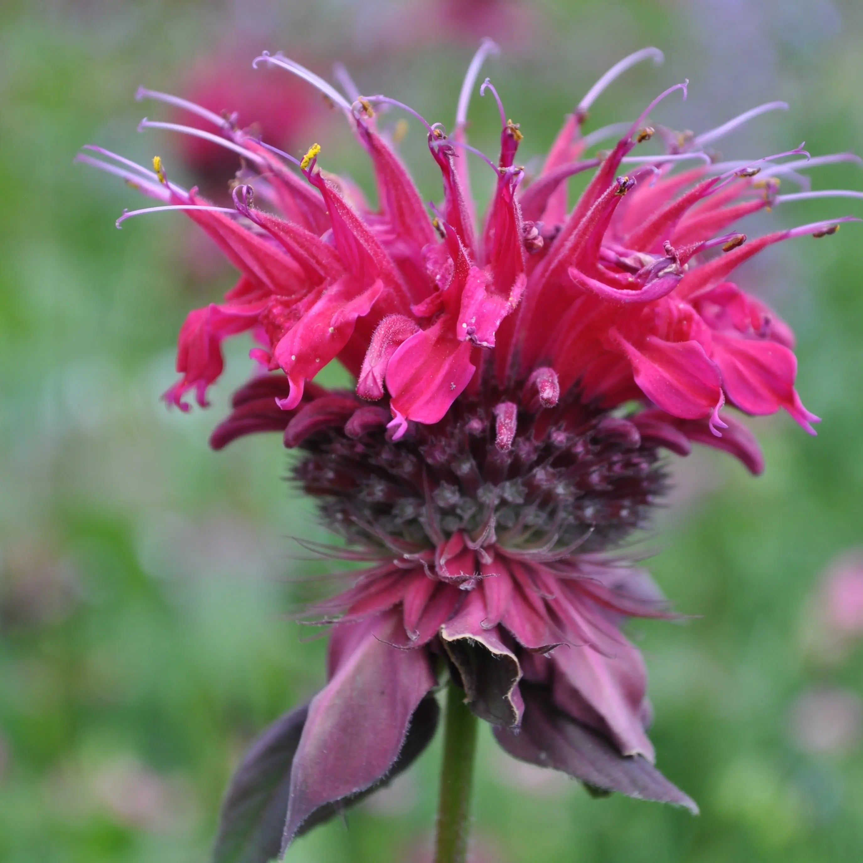 Monarda Raspberry Wine – Mason House Garden