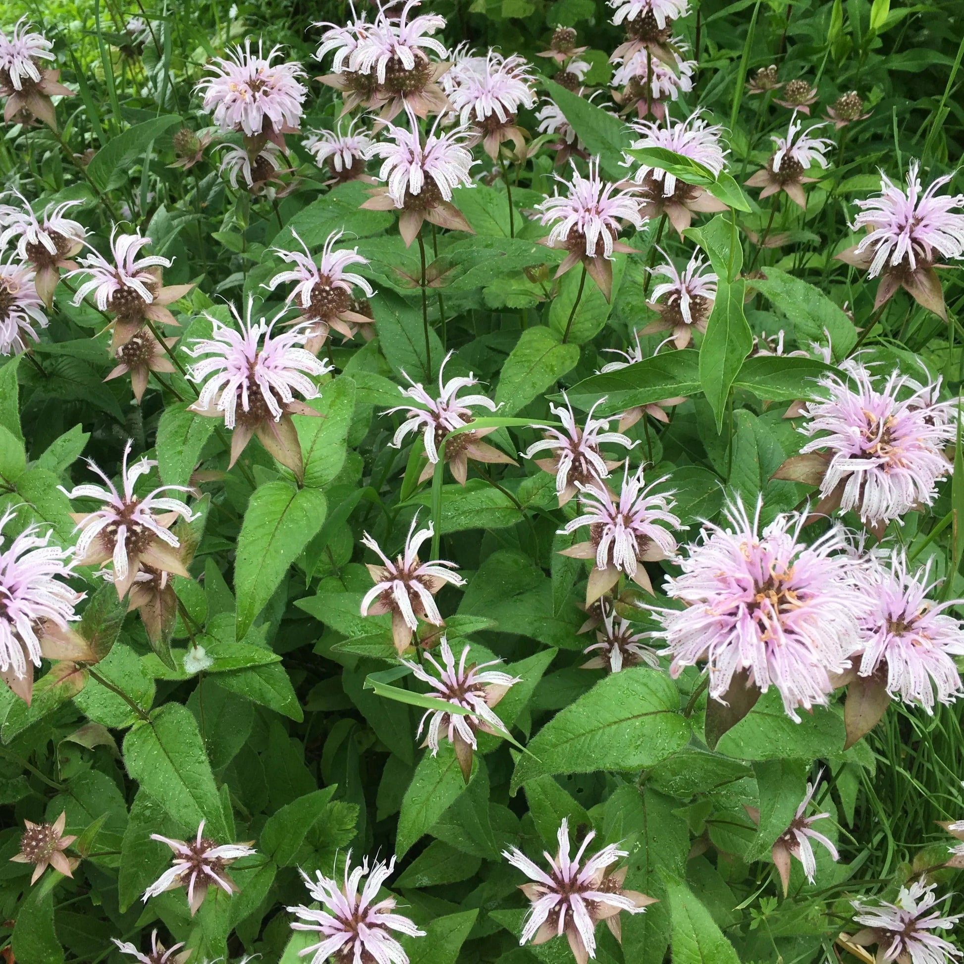 Monarda bradburiana - Mason House Garden