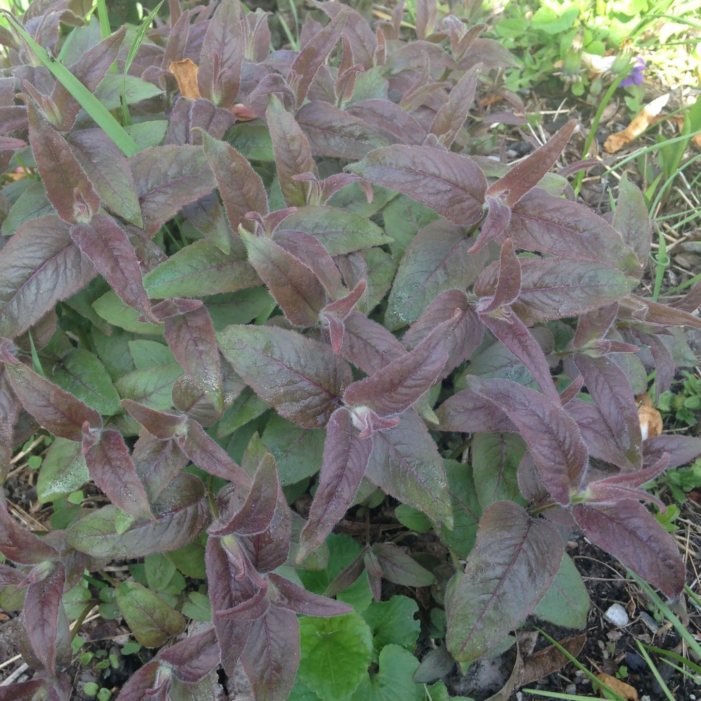 Monarda bradburiana