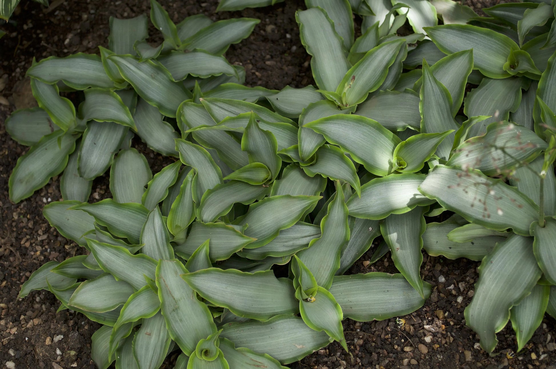 Murdannia loriformis Bright Star - Mason House Garden