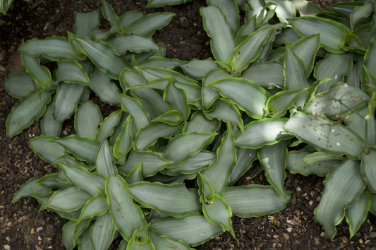 Murdannia loriformis Bright Star - Mason House Garden