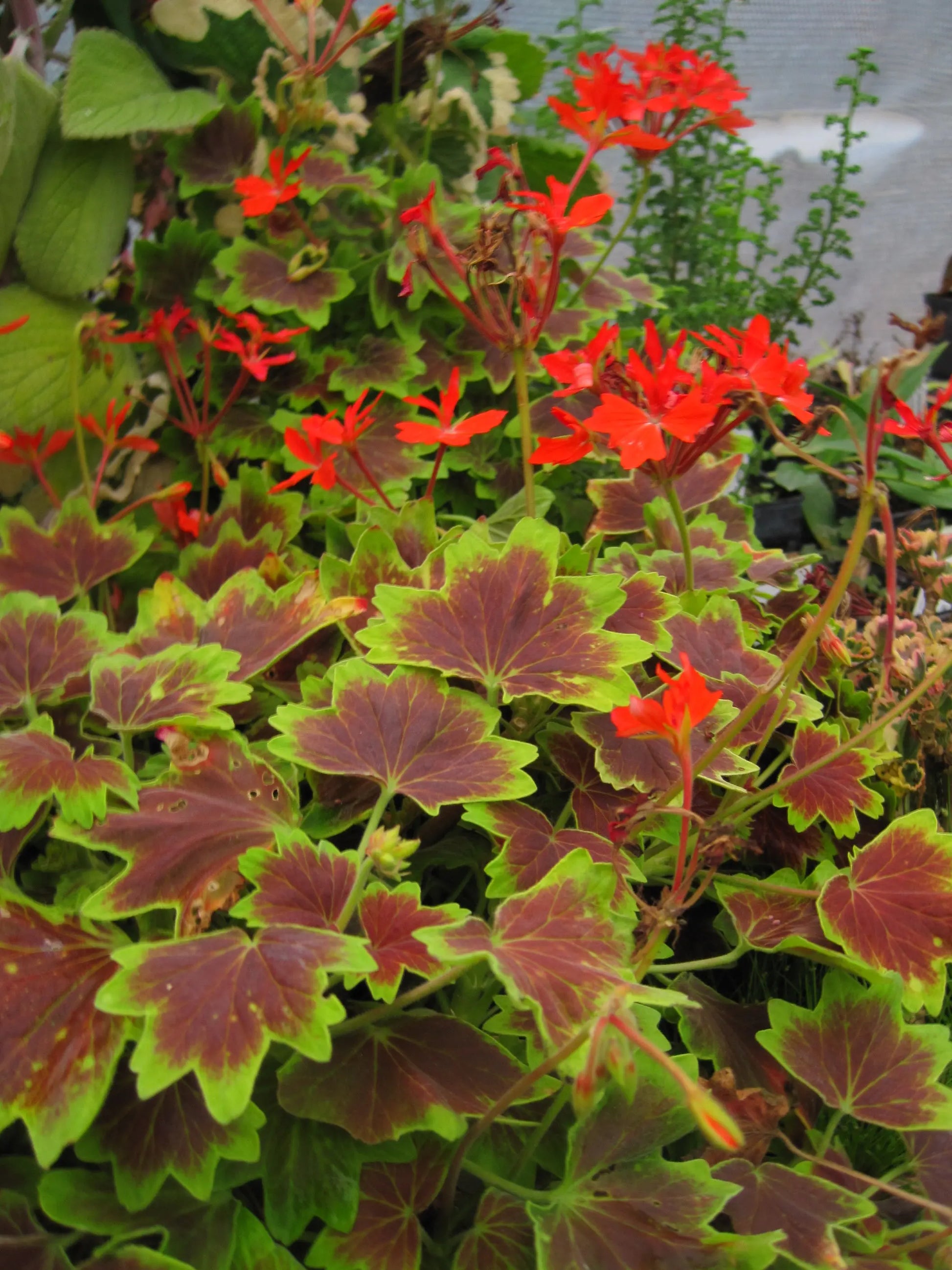 Pelargonium Vancouver Centennial - Mason House Garden