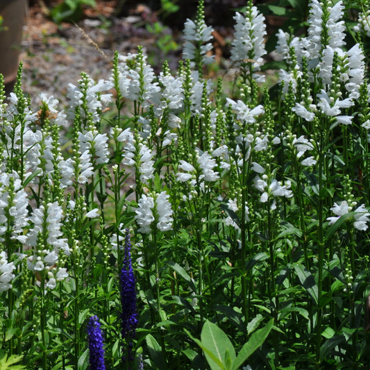 Physostegia Miss Manners - Mason House Garden