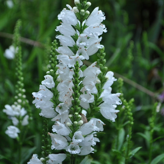 Physostegia Miss Manners