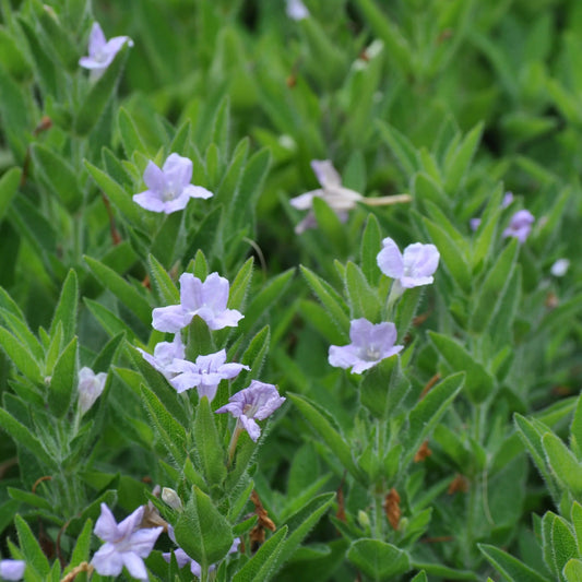 Ruellia humilis - Mason House Garden