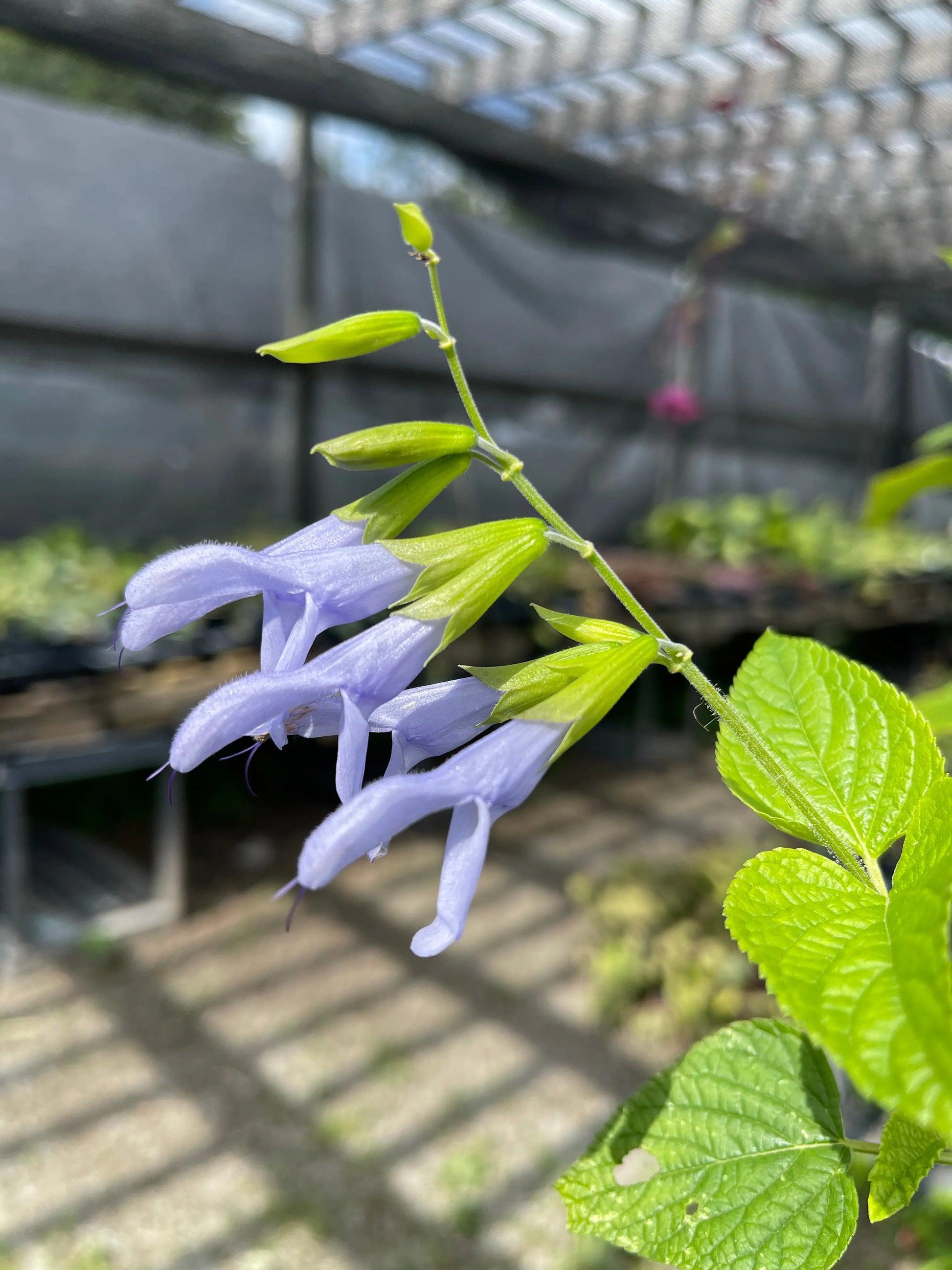 Salvia guaranitica Argentine Skies - Mason House Garden