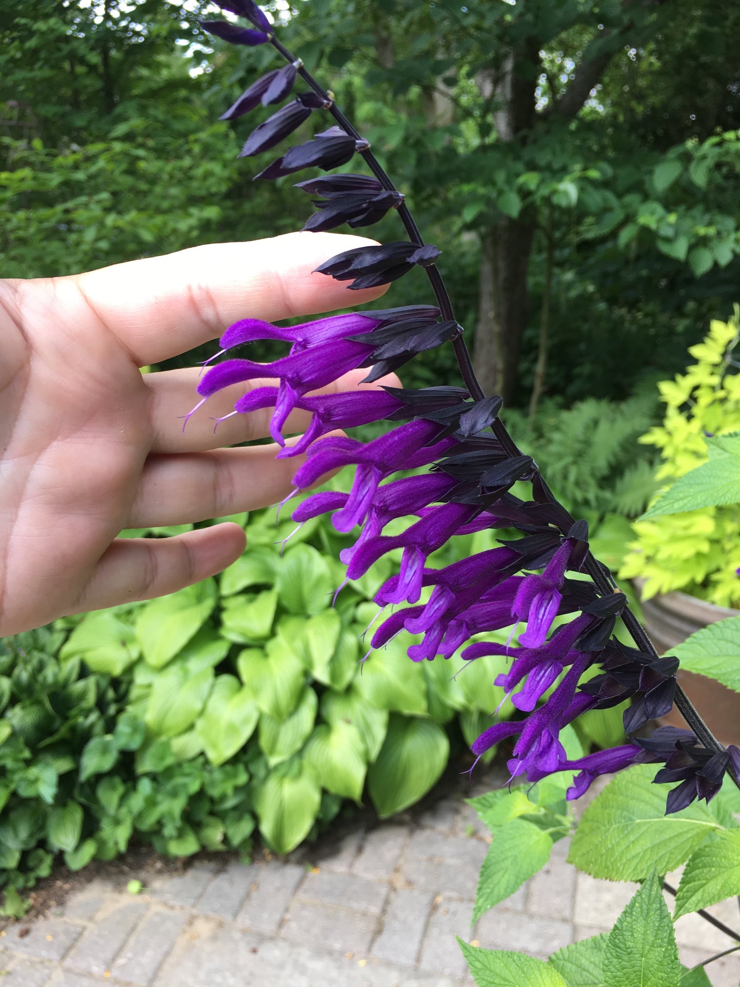 Salvia guaranitica Brazilian Purple