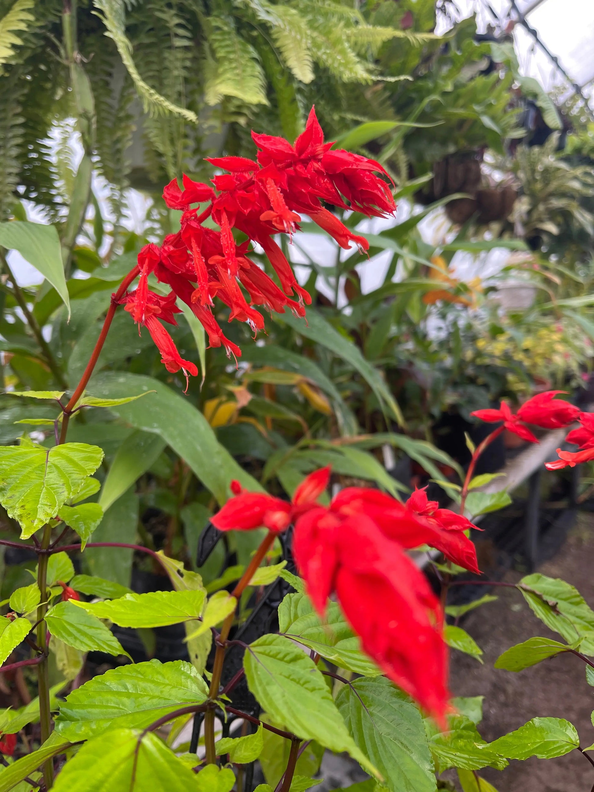 Salvia splendens Faye Chapel - Mason House Garden