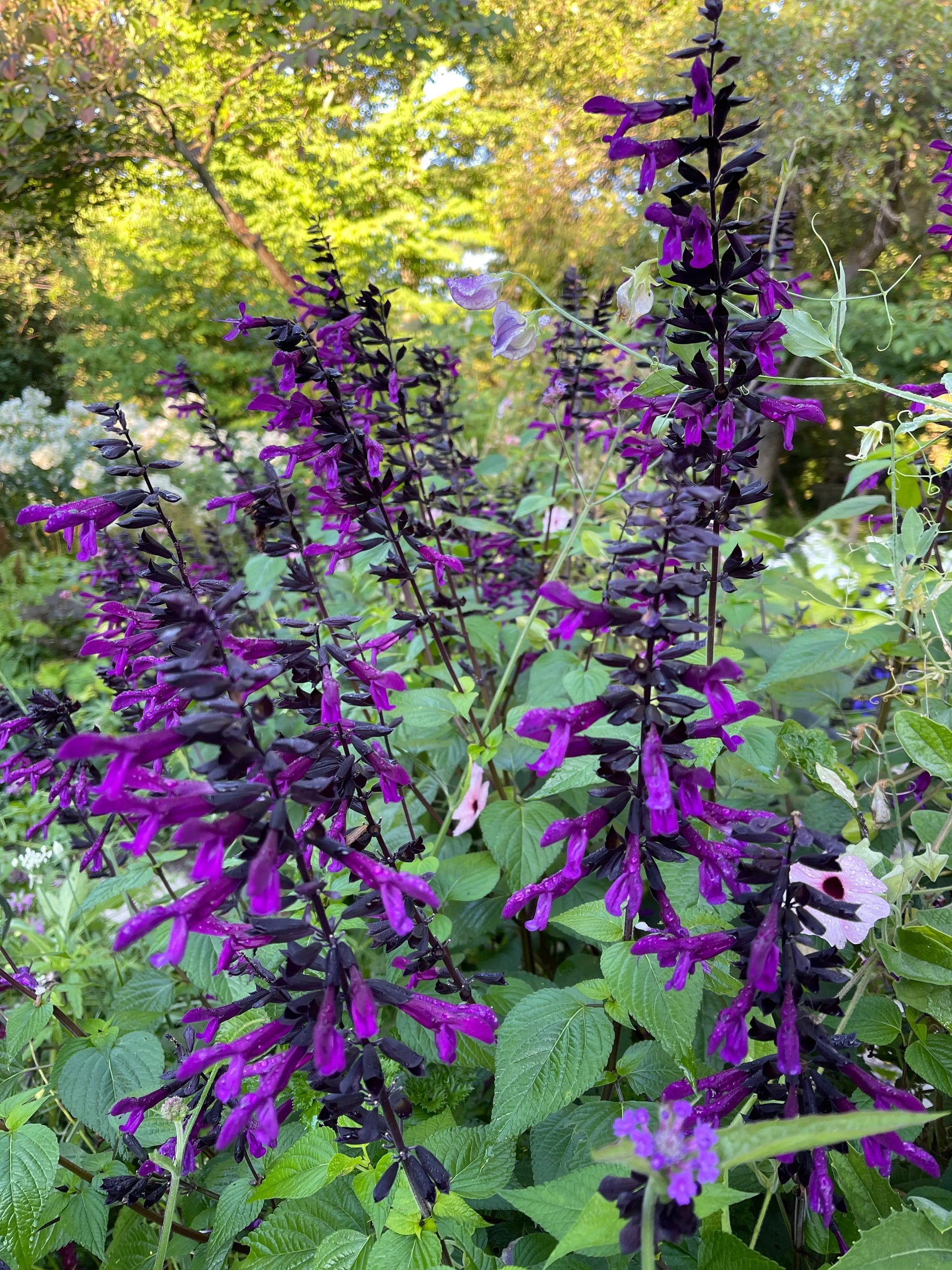 Salvia guaranitica Smokey Jazz - Mason House Garden