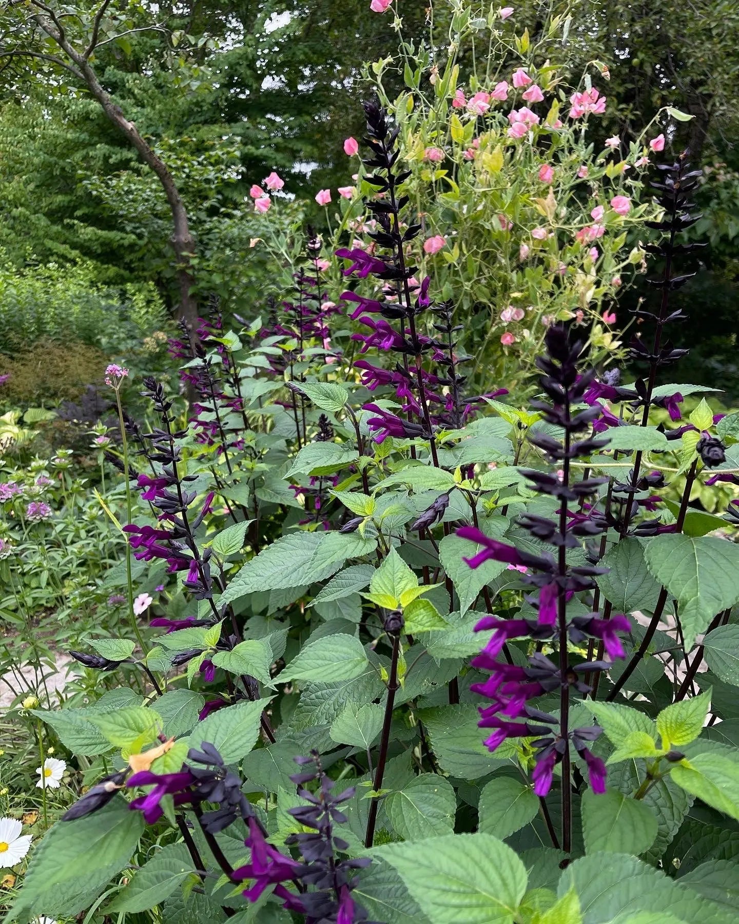 Salvia guaranitica Smokey Jazz - Mason House Garden