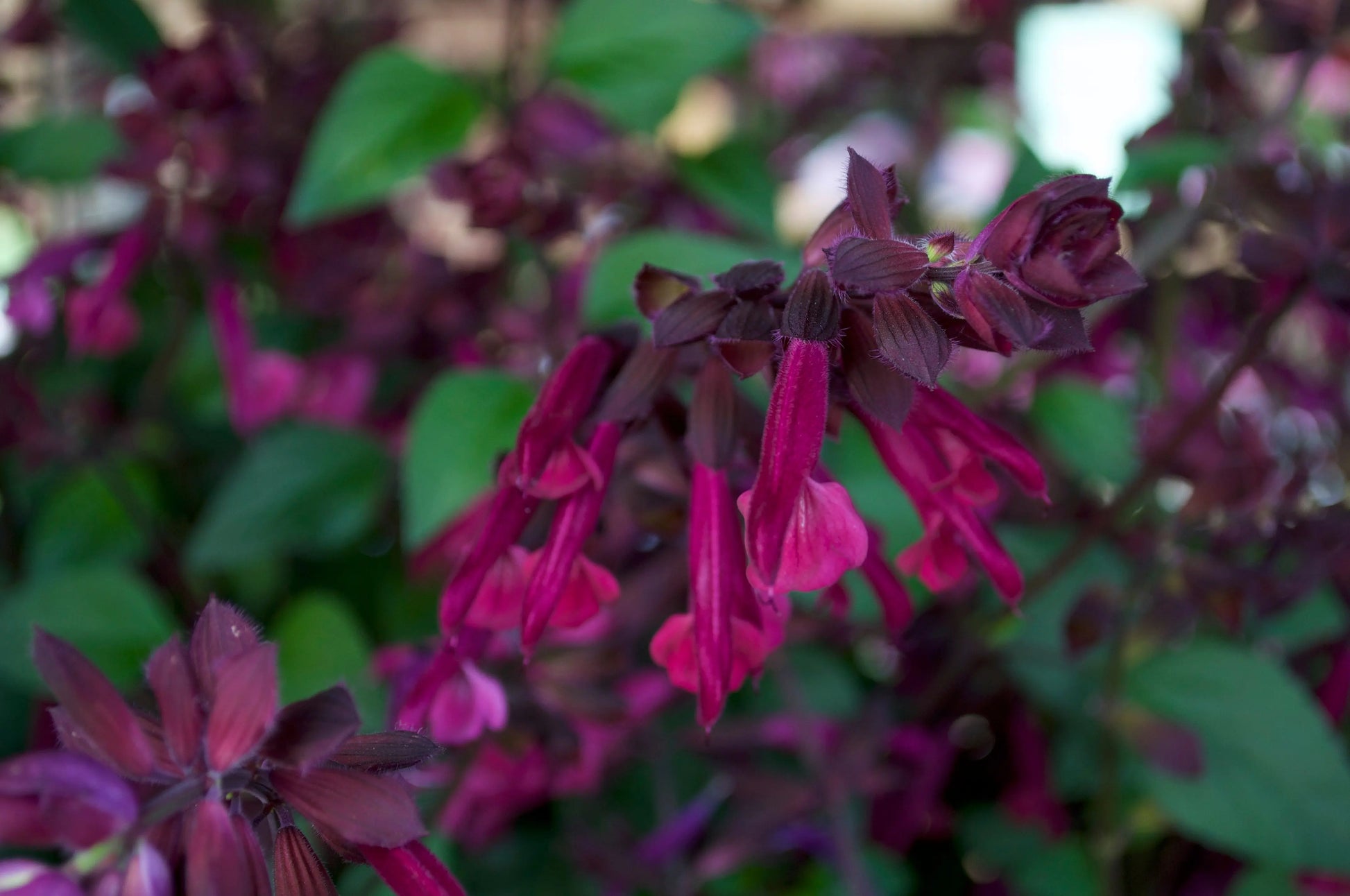 Salvia Love and Wishes - Mason House Garden