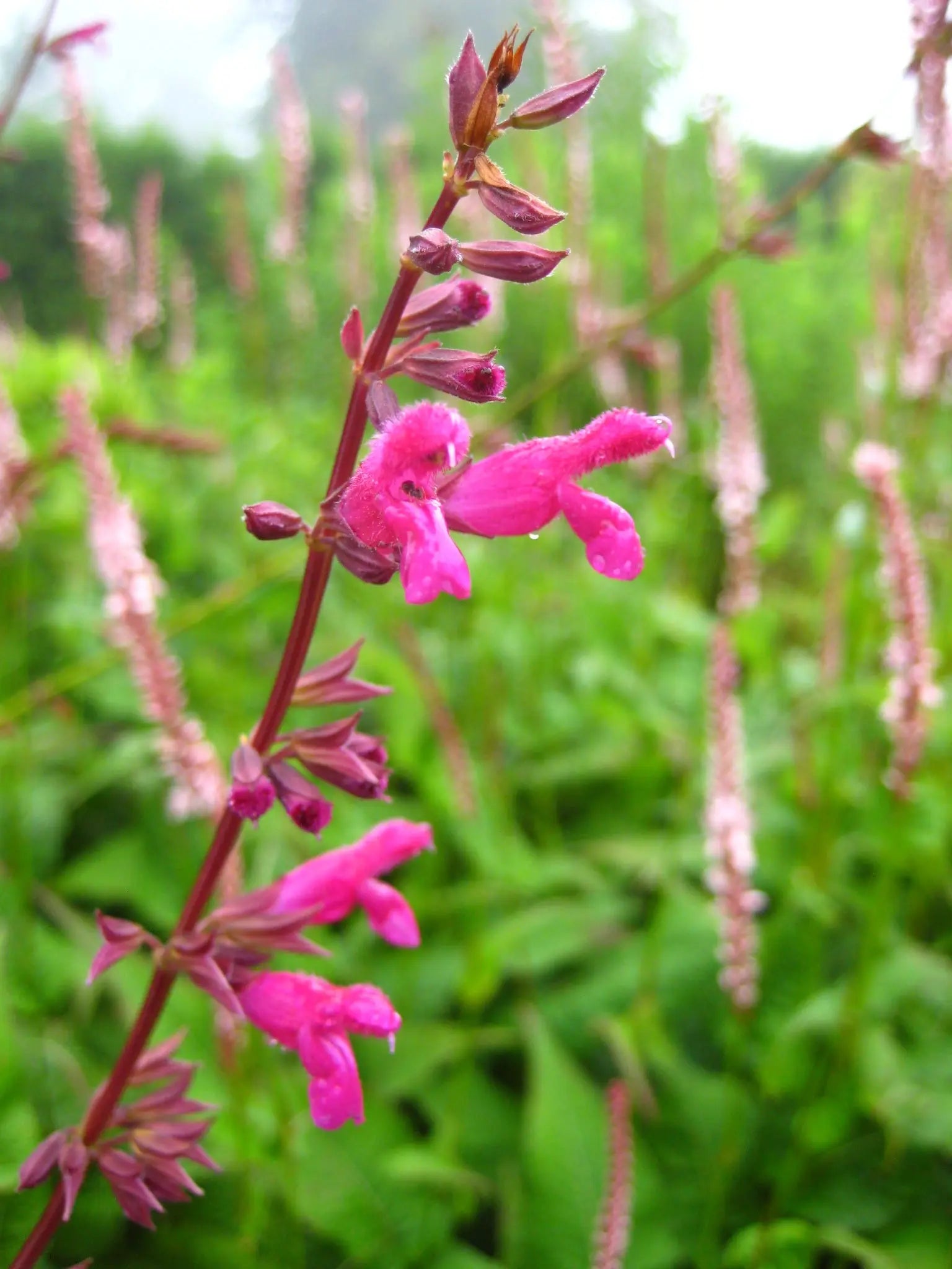 Salvia chiapensis - Mason House Garden