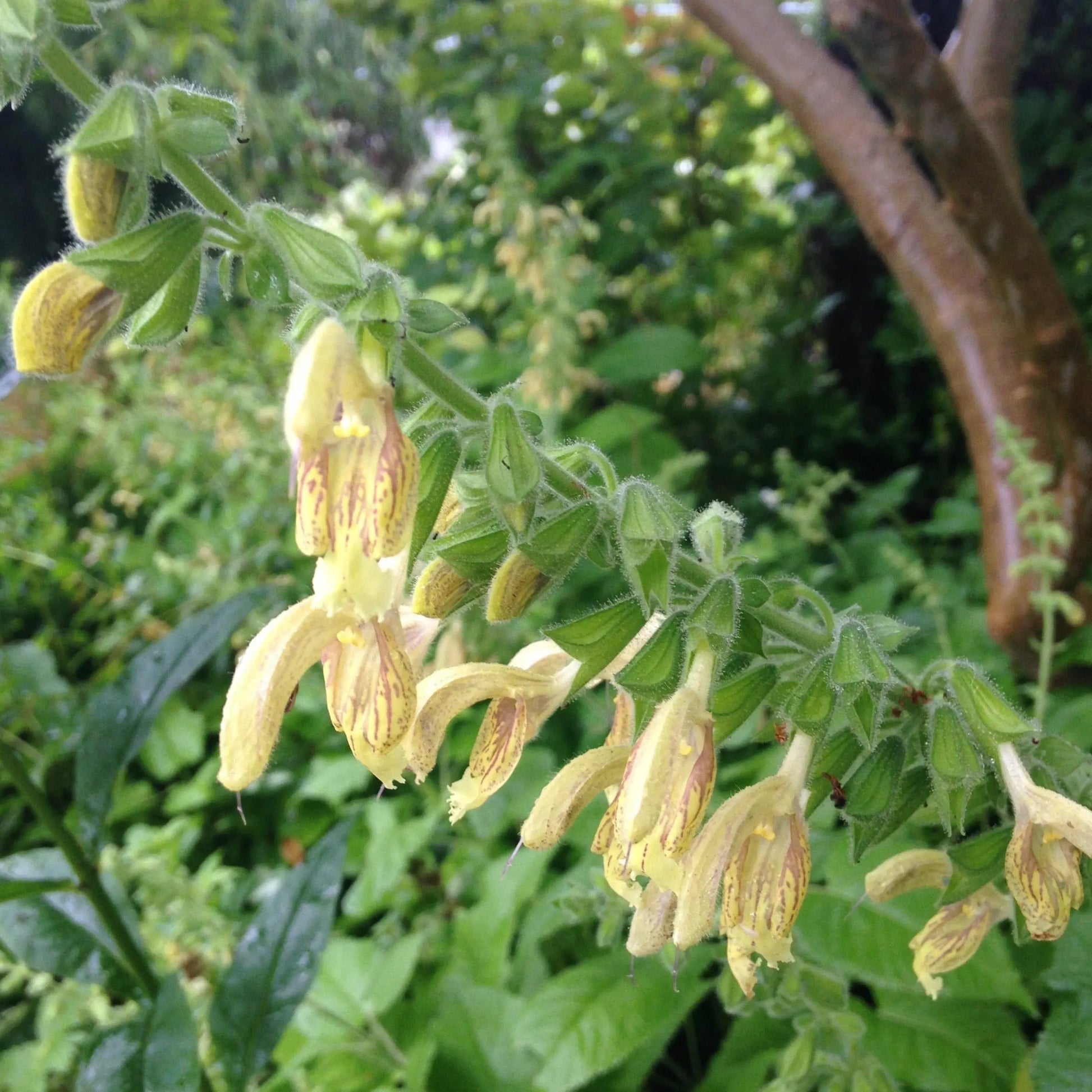 Salvia nubicola - Mason House Garden