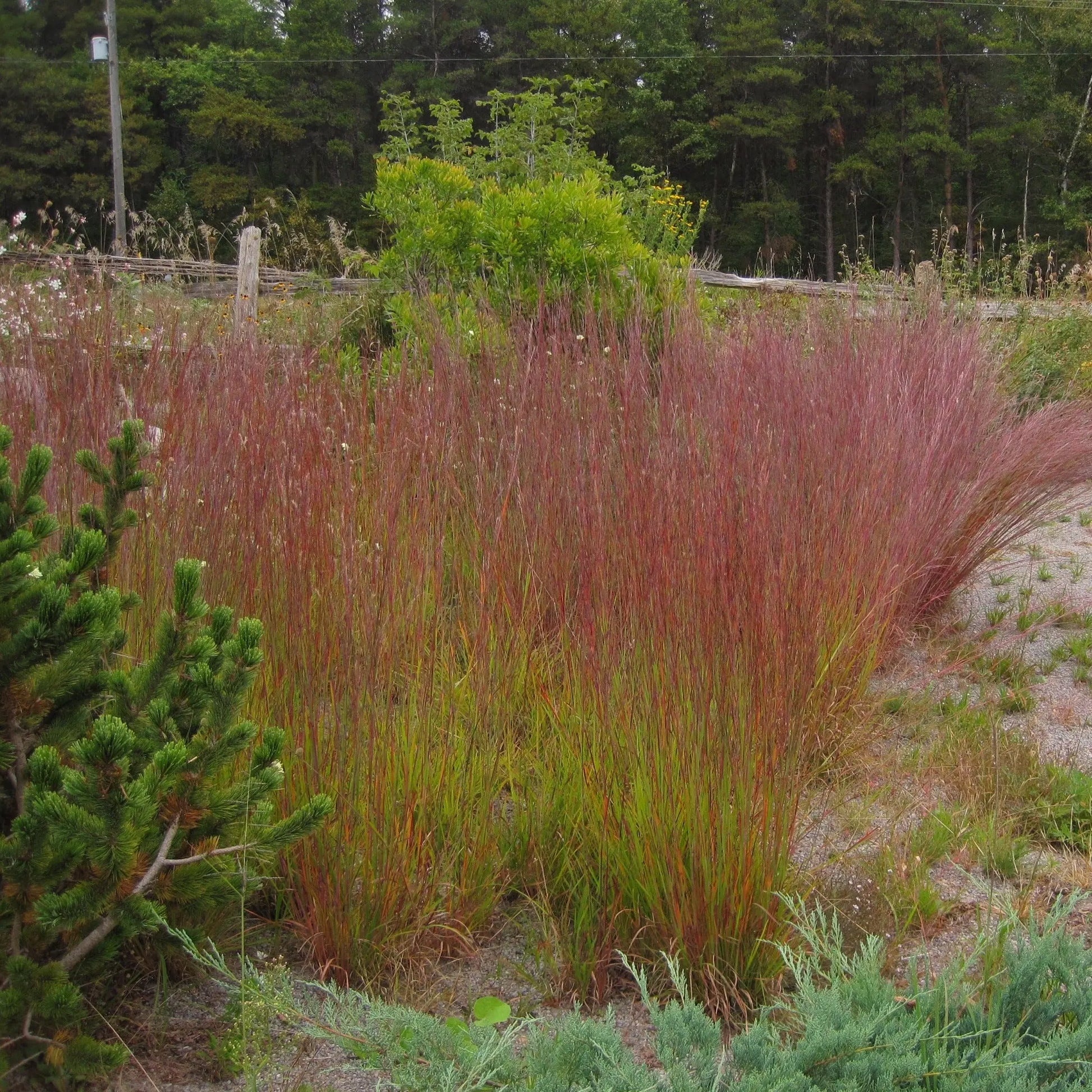 Schizachyrium Prairie Blues - Mason House Garden