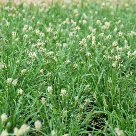 Sesleria Greenlee Hybrid