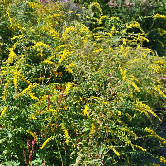 Solidago rugosa Fireworks