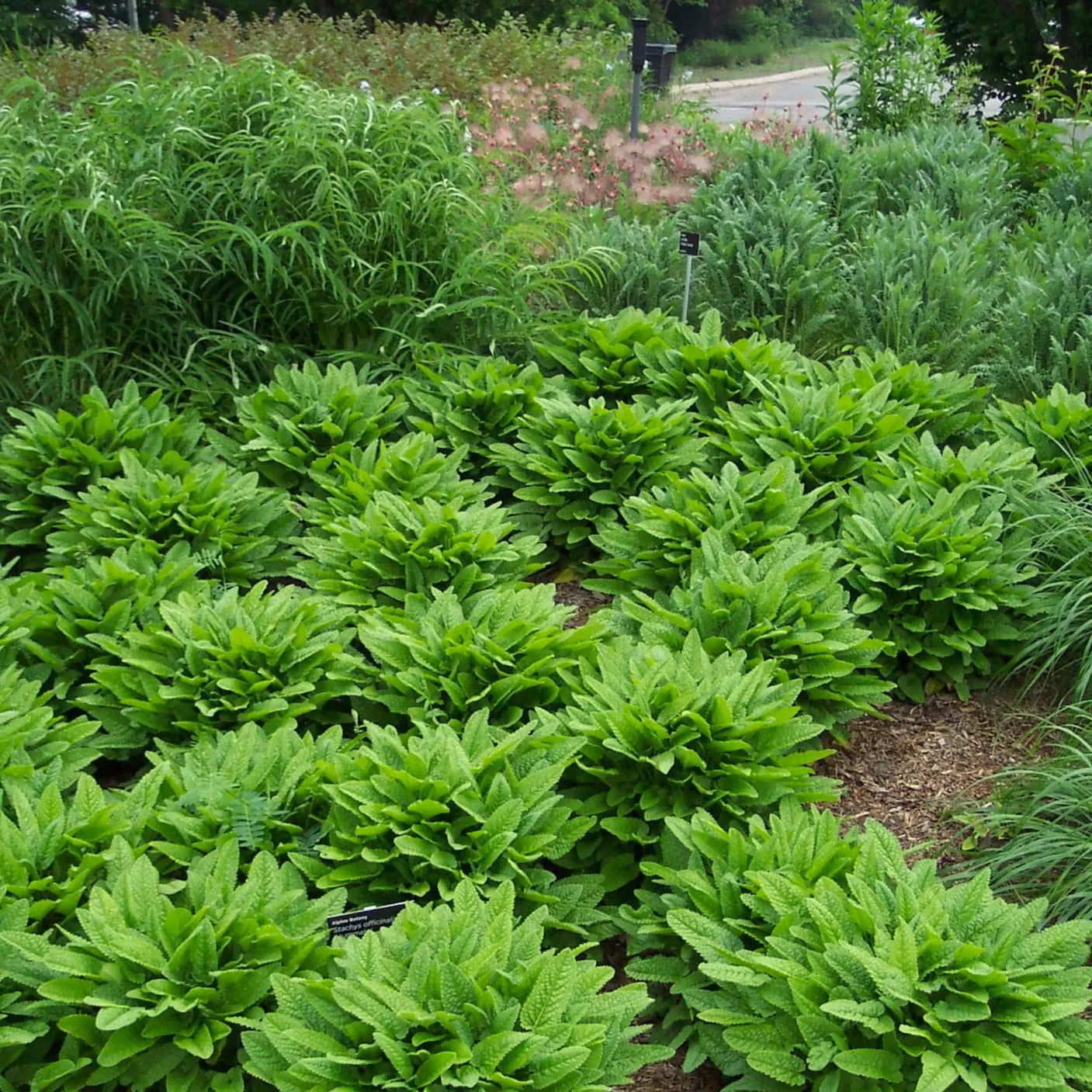 Stachys monieri Humello - Mason House Garden